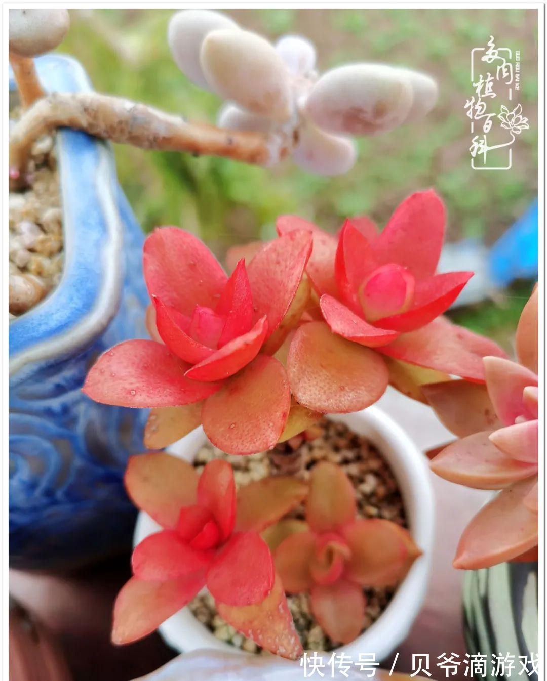 养多肉是喜欢，顺其自然是心境！