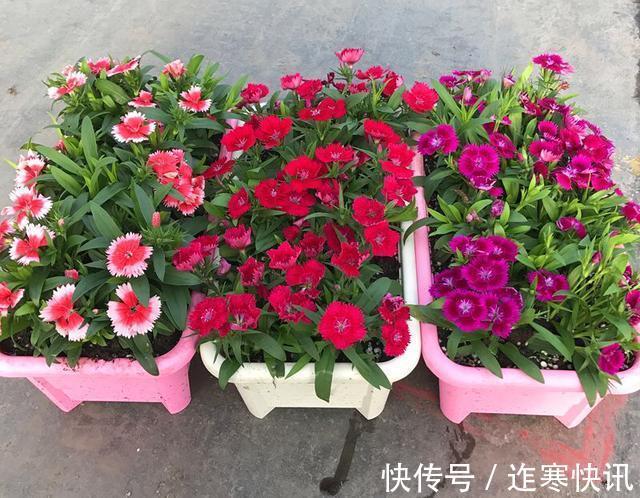 养花旧土别扔，“3样”东西加一点，土质肥沃，养花特旺，开花多