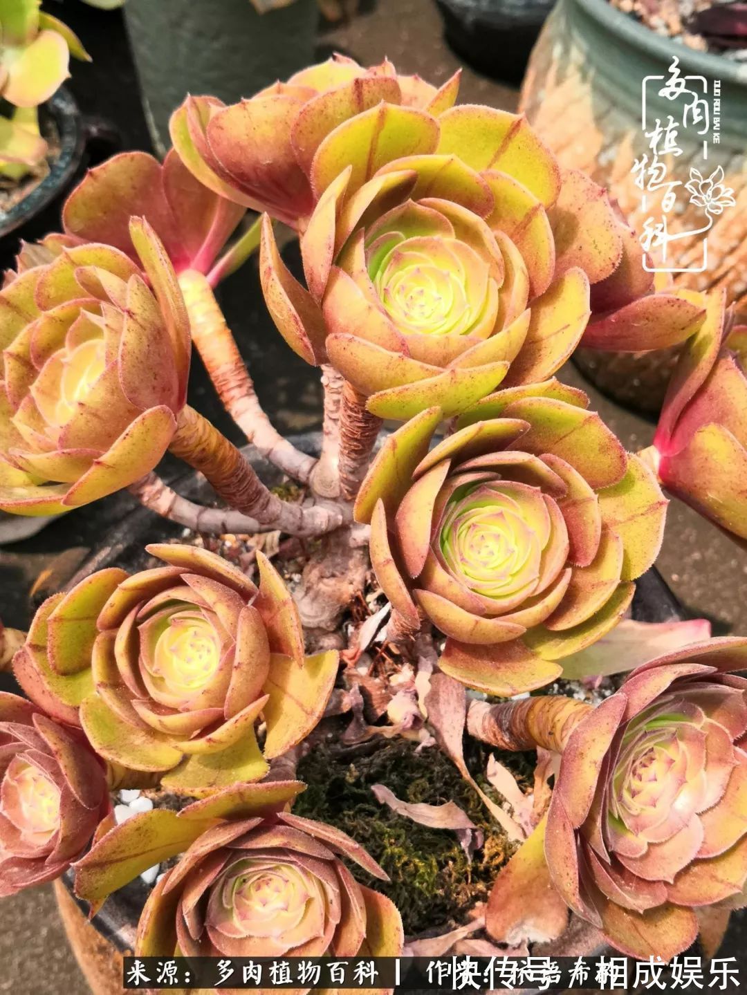 何以解忧,唯有多肉!目光所及,皆是喜欢!