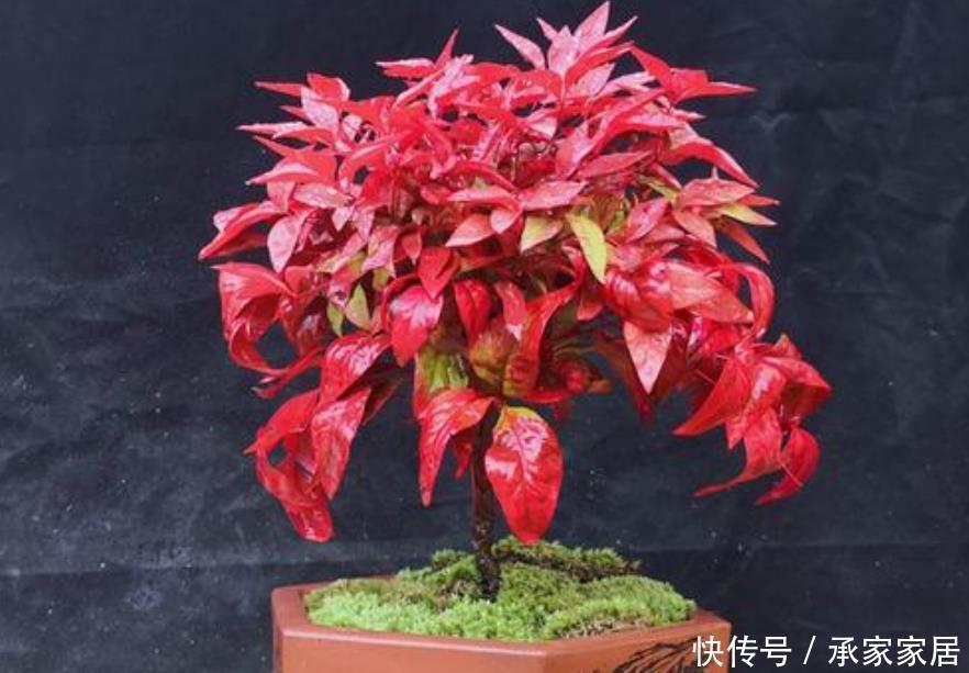 草木灰|冬天养花保暖有“妙招”,2种“小东西”浇花盆,给它增加抗寒性