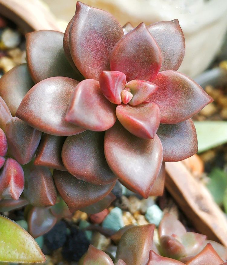 成长|与多肉一起走过的日子，见证多肉的成长过程！