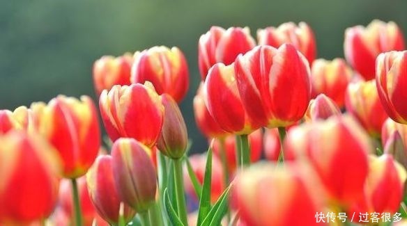 醉蝶花|喜欢养花,就养盆“稀有花卉”变色郁金香,花开会变色,梦幻华贵