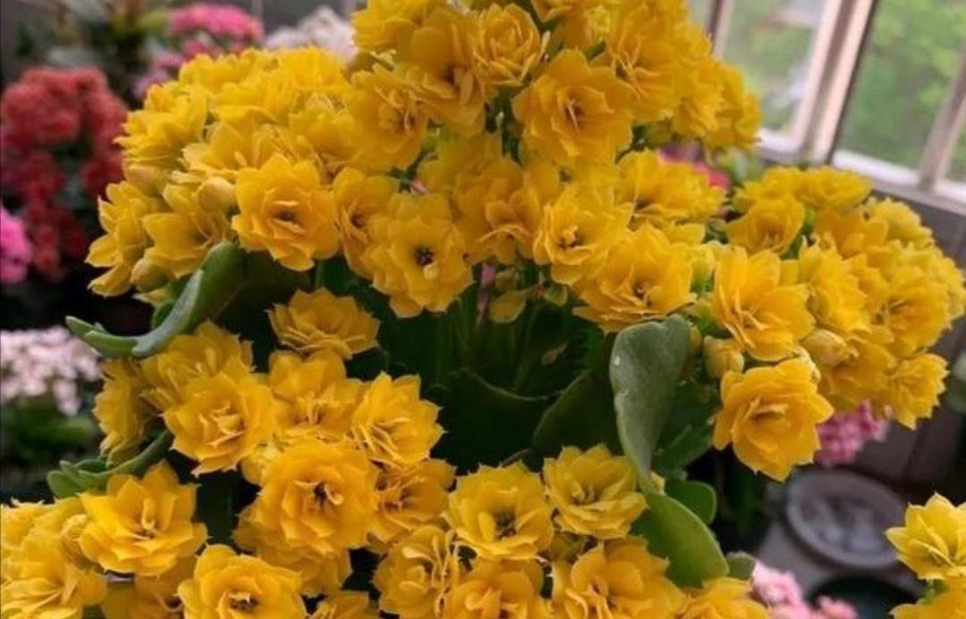 长寿花开完花,马上给它做“3件事”,很快再一次孕蕾开花