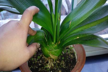 养君子兰,一个“小方法”,叶片整齐又好看,厚实油绿,长爆盆!