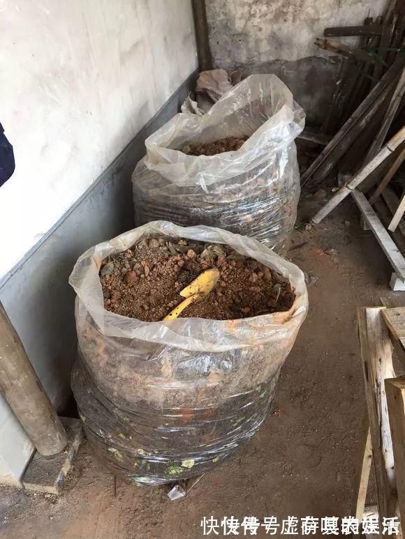 养花|老花匠:扔4种“东西”,就是扔钱,比花肥还好用,不花钱!