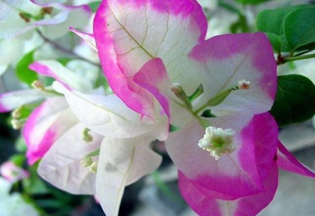 补充水分|这花名叫“百变小樱”,开起花来“不管不顾”,叶子都不长了!