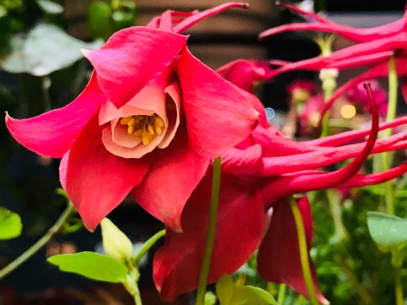 3种花,虽然名字不好听,但开花上百朵,呼呼爆花