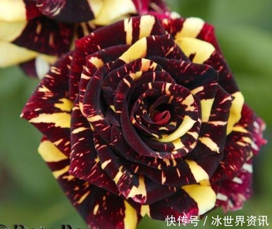 6种冷门月季,看一眼就中“毒”,没养的人都后悔了!