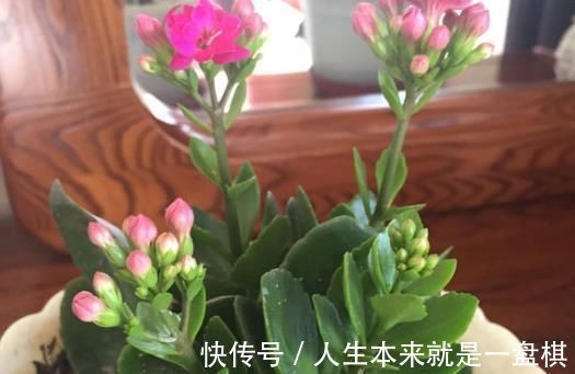 药片|长寿花“开花少”，一粒“小药片”丢下去，1盆长出60个花苞