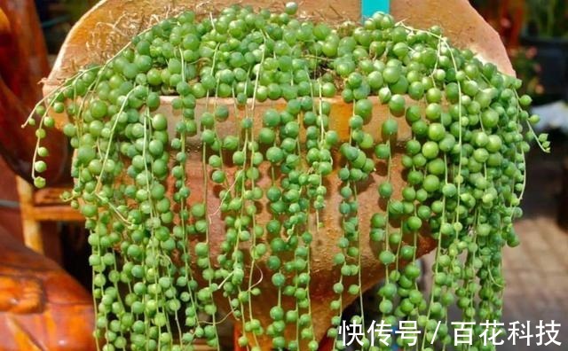 要点|60种多肉图鉴及养护要点,1分钟学会,超全超实用!