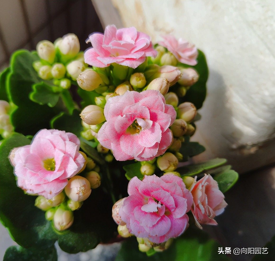 长寿花开花少，就是没施肥，用大肥，暴晒太阳，花苞开满盆