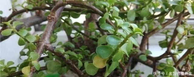 肥料|养金枝玉叶,不注意“2点”,叶片哗哗掉,小心变光杆!