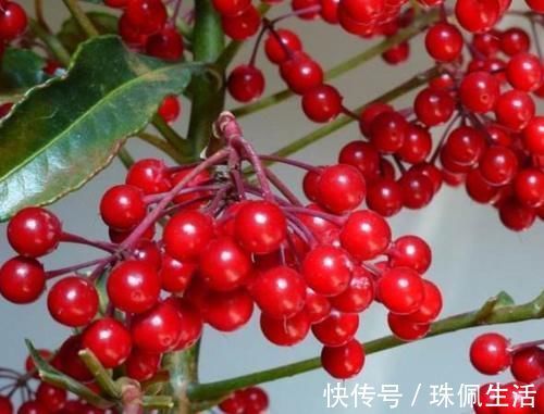 福气|年底养花，一盆红红火火添福气的“富贵籽”，你会养吗？