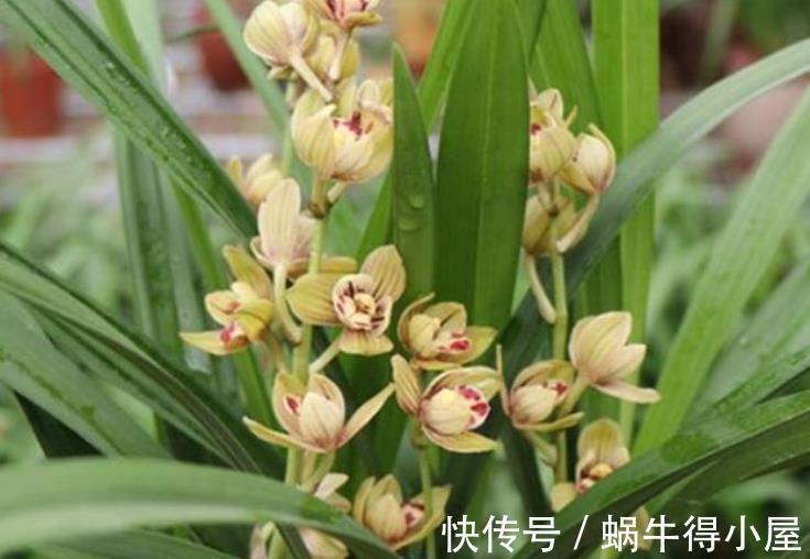 秋天养兰花,教你2个小技巧,学会了快速爆芽,绽放层叠群兰