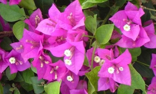 在家养的三角梅迟迟不开花,只需按照以下方法,三角梅花苞挂满枝