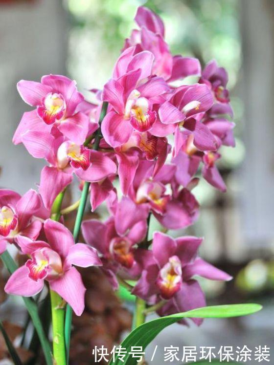 4种懒人花,不用管也能开花爆盆,花期超长一开就是大半年