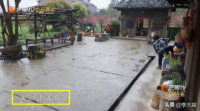 同样是怕鸡，张艺兴受宠彭昱畅被呵斥，待遇差距透露《向往》走向