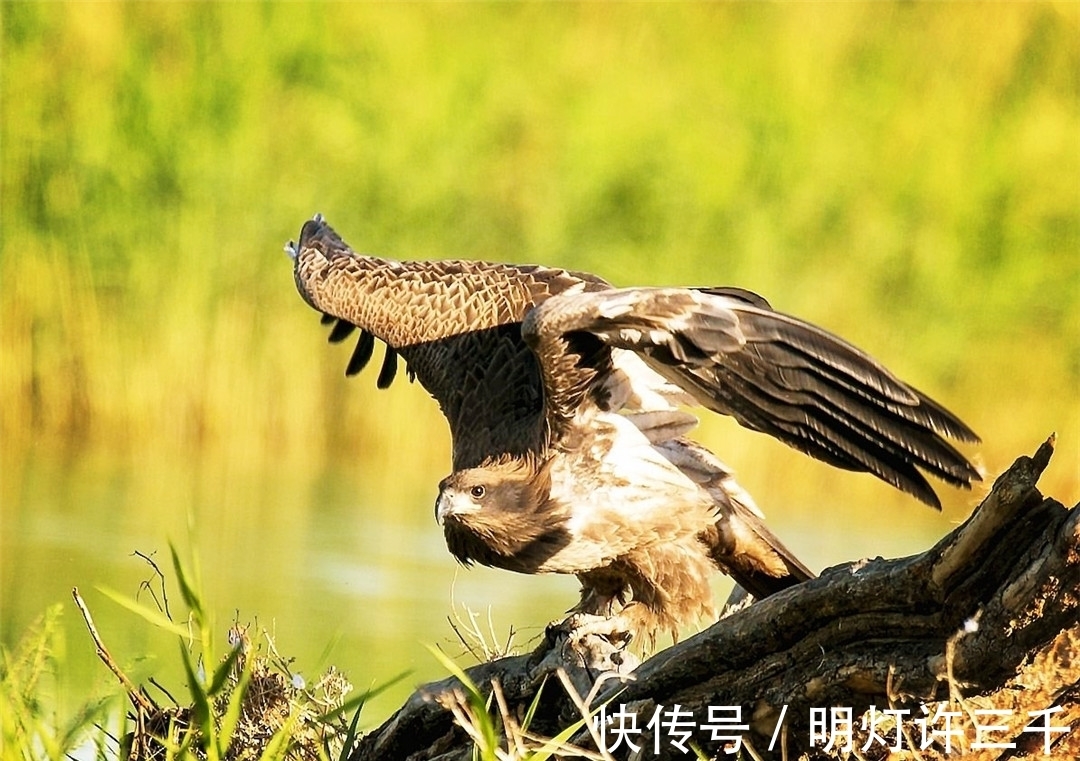 猎物|青海湖发现凶猛海雕，视力是人类的8倍，为捕食旱獭常蹲守2小时