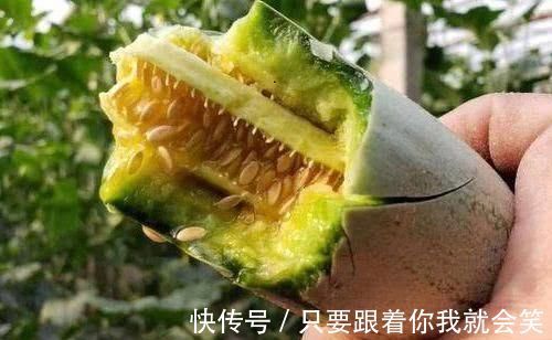 羊角蜜甜瓜|女性想肌肤变好,多吃以下食物,帮助身体排毒,精力旺盛,更年轻