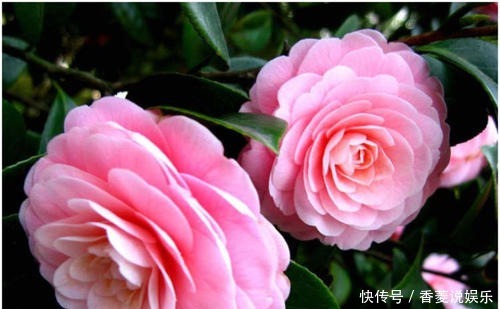 5种盆栽花卉,年前尽量别买,脆弱不好养,一般家庭养不活!