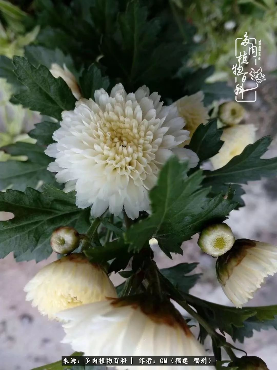 寒山转苍翠,秋水日潺湲——多肉未央,睹物思人!