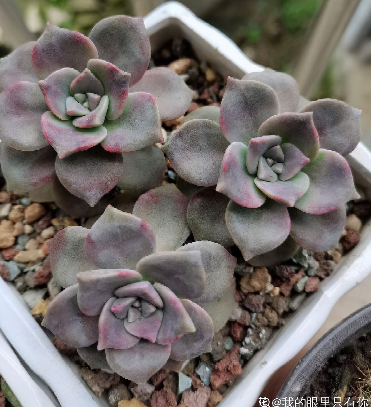 阳台上|10种多肉，正适合封闭小阳台，养起来爆盆特别快