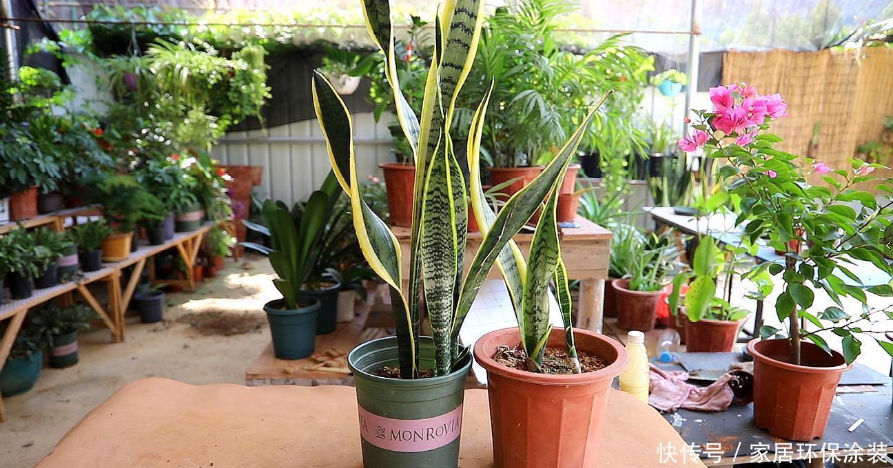 春天养虎皮兰,谨记3个小窍门,叶子宽又亮,小芽一个接一个