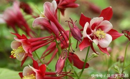 喜欢菊花，不如养“高端玫瑰”永远的莫斯科，色泽鲜艳，满园飘香