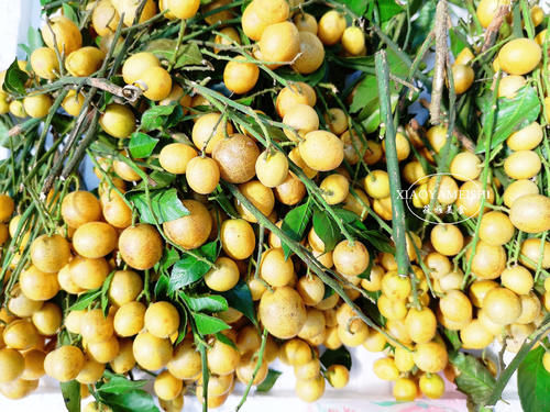 葡萄|三伏天爱流汗,女人想显年轻,6种碱性水果要多吃,安稳度过苦夏