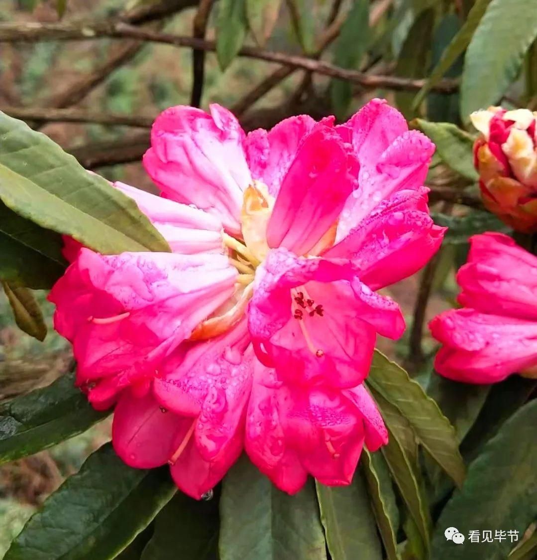 开花了！想去百里杜鹃赏花再等等