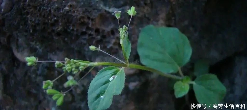 一味了不起的民间草药,活血散瘀,强筋壮骨,健脾消积,还能调经