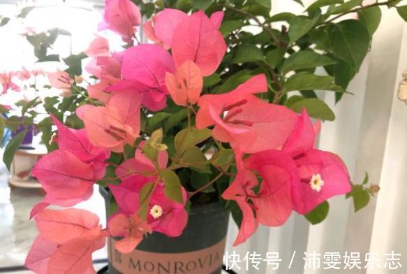 一年四季|修剪三角梅，记住“3字口诀”，侧芽多，花苞多，开花爆盆很简单