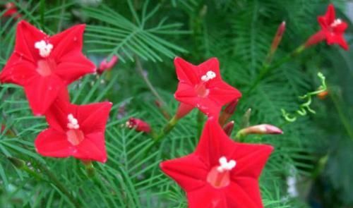  很漂亮|零差评的4种花，花朵很漂亮，四季开花，养护容易