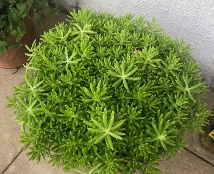 多肉盆栽：懒人必养的几种多肉，1盆轻松变10盆，越养越上瘾