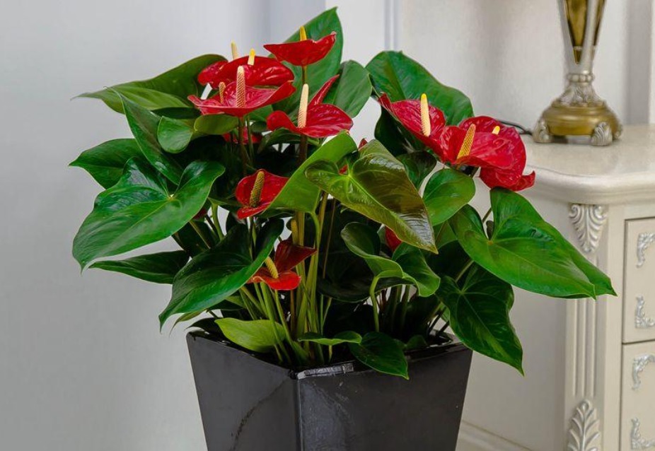 栀子花|养花高手都在养这6种花,四季开花非常美,最后3种“香味”足