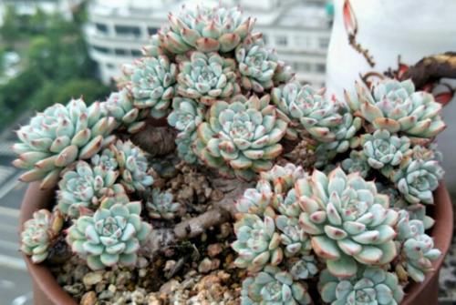 蓝姬莲是姬莲系多肉中的大块头,不但茎秆粗壮,而且特别容易爆盆