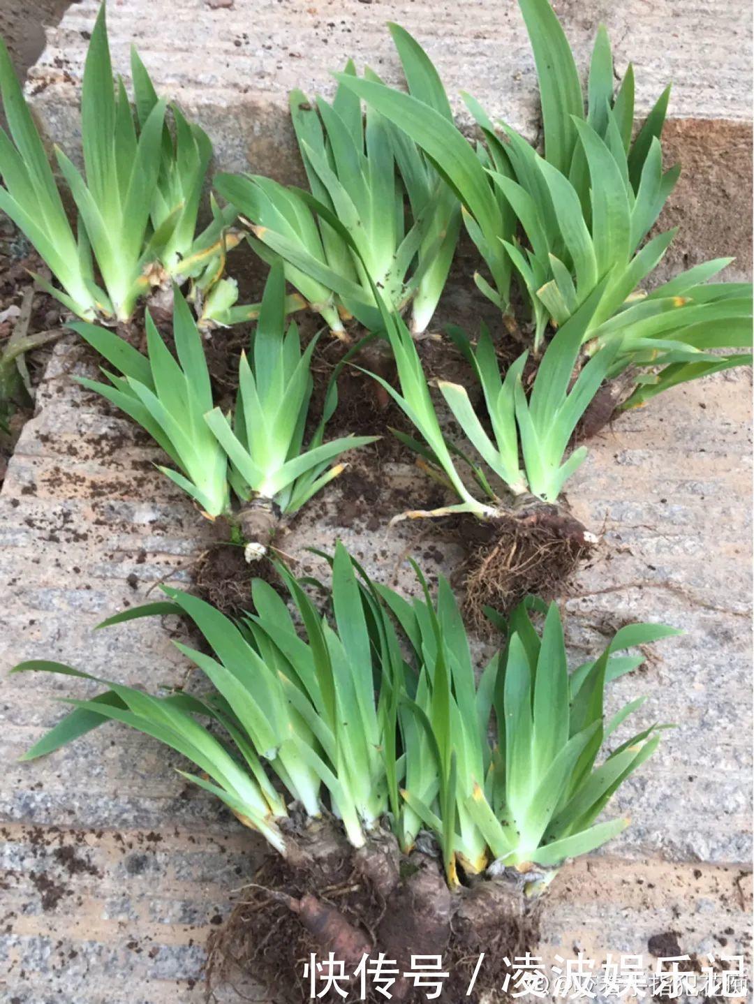 牡丹吊兰|懒人适合养什么花，浇水少，不挑土，它比人还懒！