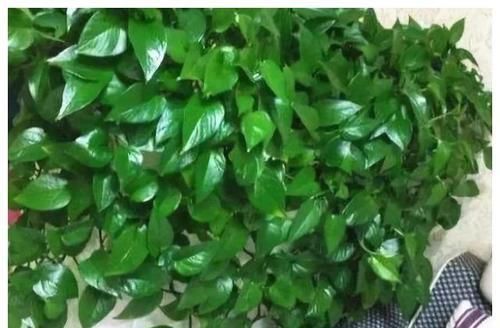 花卉|养花也要用点药,每次只需1粒,不黄叶,不烂根,新叶蹭蹭长