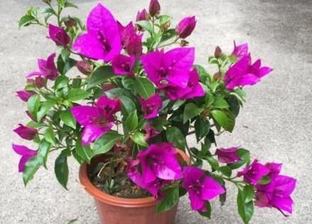 养花就用一种果皮，直接扔盆里，新芽蹭蹭冒，你知道是什么果皮吗