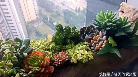 格外|自己动手制作腐叶土、松针土养花,一点不难,还格外省钱好用