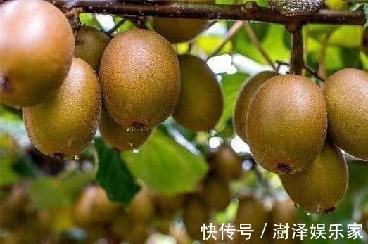 猕猴桃|夏天了，推荐女人常吃3种食物，淡化皱纹、延缓衰老，好处多多！