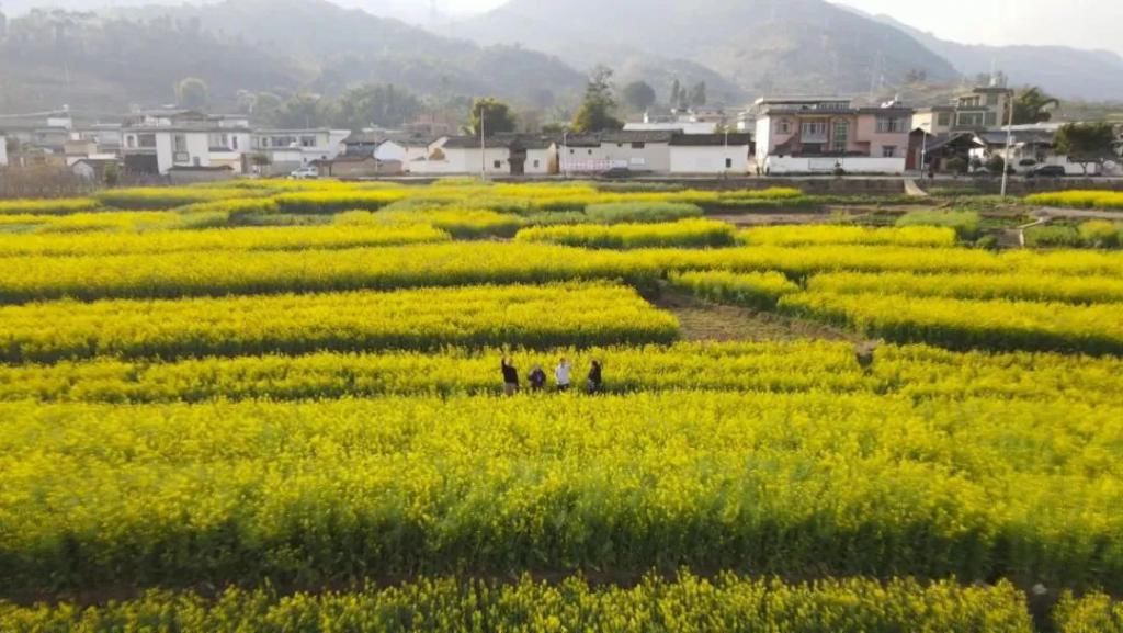 油菜花香醉春光