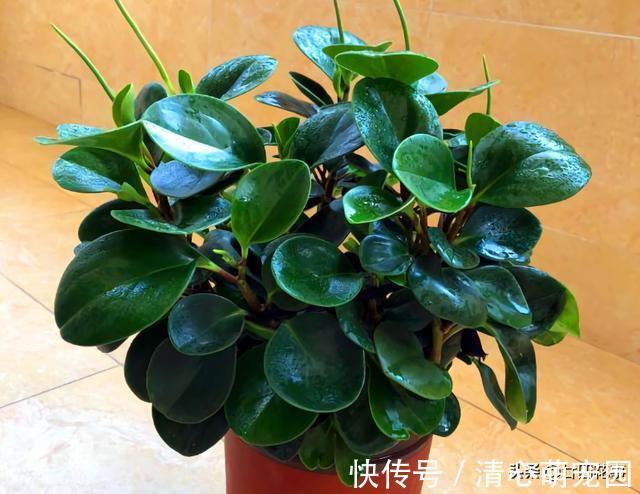 多肉植物|6种花，长高就“变丑”，株型低矮才“漂亮”，要舍得剪