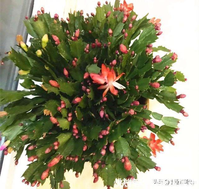 养花|家中常见一种料,花盆里放一勺,就是万能肥,养花非常赞,呼呼长
