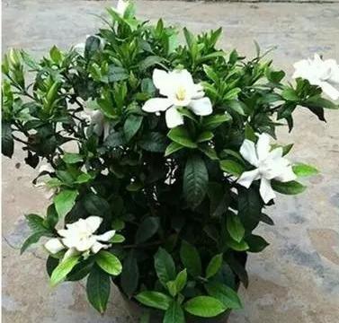 养好栀子花,要天天“风流”,不黄叶不烂根,,一次开花上百朵