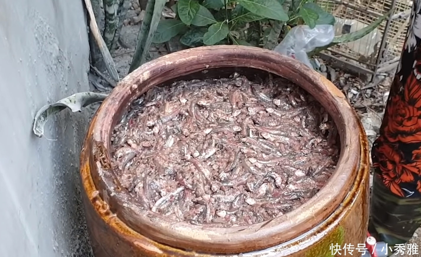 一家人|大婶把鱼扔进缸里,不杀也不洗,2个月后开缸一家人都吃“嗨”了