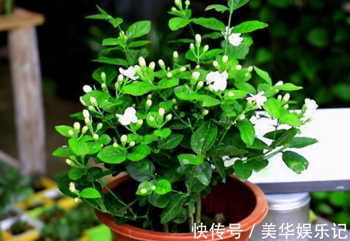 总结养花“十大问题”,只要学会,你就是养花大神