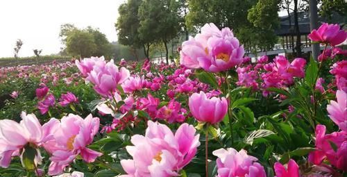 养花|古人最喜欢的8种“吉祥花”,养一盆日子越过越舒心