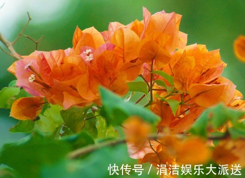 发财树|推荐5种夏天常见的花草,越晒长得越好,开花多又香