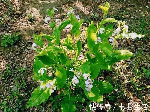 野菜|早春常见一野菜,古时是军粮,野外若遇到,请用袋子多装点